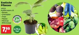 Thomas Philipps Exotische Pflanzen Angebot