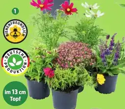 Thomas Philipps Sommerstauden Angebot