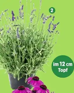 Thomas Philipps Lavendel Angebot