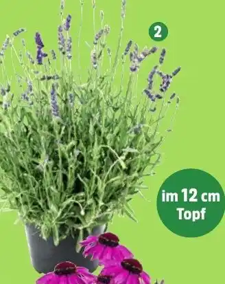 Thomas Philipps Lavendel Angebot