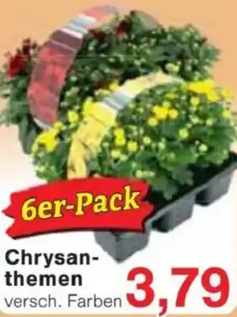 Jawoll Chrysanthemen Angebot