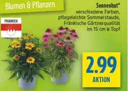 diska Sonnenhut Angebot