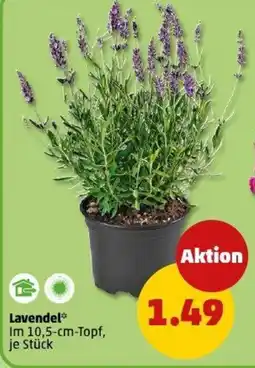 PENNY Lavendel* Angebot