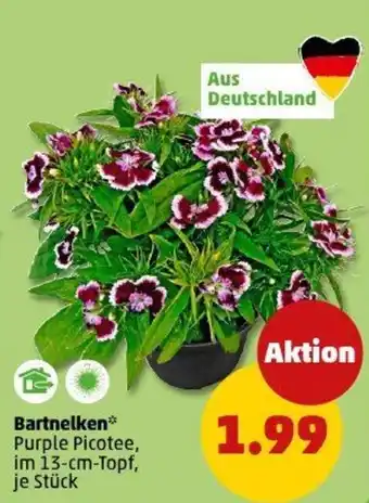 PENNY Bartnelken Angebot