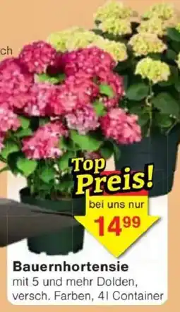 Jawoll Bauernhortensie Angebot