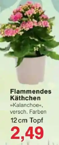 Jawoll Flammendes Käthchen Angebot