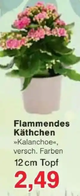Jawoll Flammendes Käthchen Angebot
