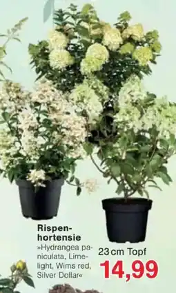 Jawoll Rispen- hortensie Angebot