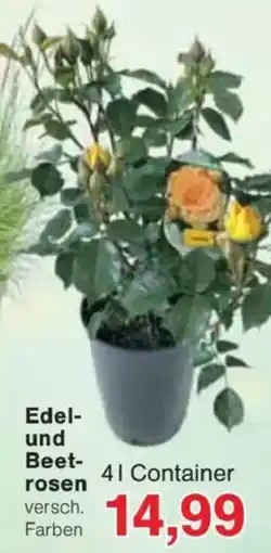 Jawoll Edel- und Beet- rosen Angebot