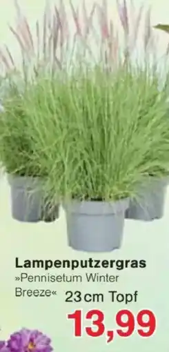 Jawoll Lampenputzergras Angebot