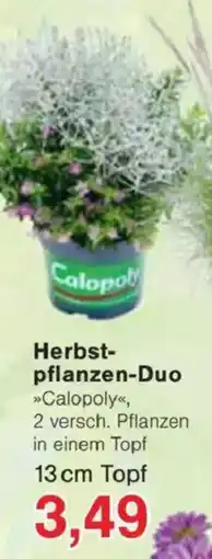 Jawoll Herbst- pflanzen-Duo Angebot