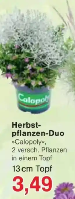 Jawoll Herbst- pflanzen-Duo Angebot
