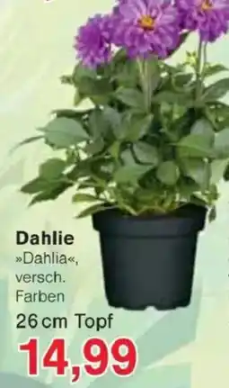 Jawoll Dahlie Angebot