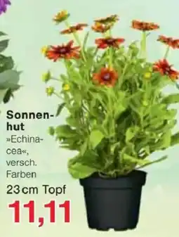 Jawoll Sonnen- hut Angebot