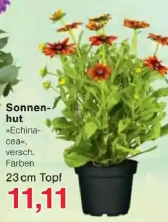 Jawoll Sonnen- hut Angebot