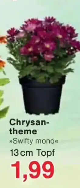 Jawoll Chrysan- theme Angebot