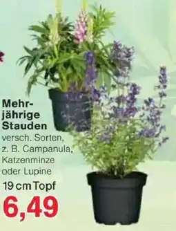 Jawoll Mehr- jährige Stauden Angebot