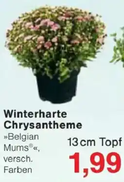 Jawoll Winterharte Chrysantheme Angebot