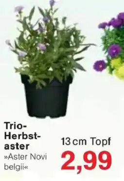 Jawoll Trio- Herbst- aster Angebot