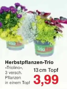 Jawoll Herbstpflanzen-Trio Angebot