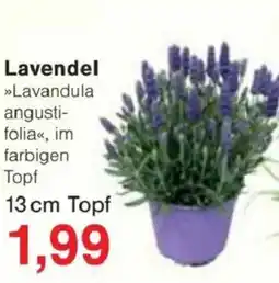 Jawoll Lavendel Angebot
