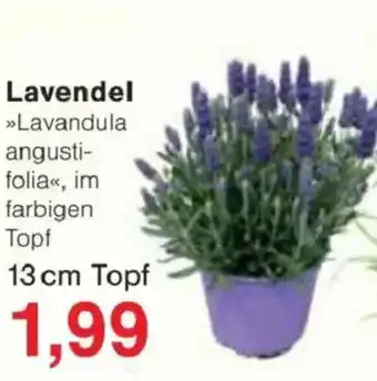 Jawoll Lavendel Angebot