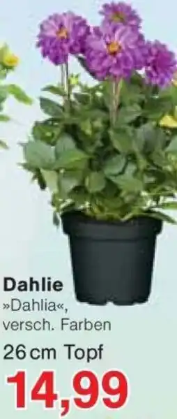 Jawoll Dahlie Angebot