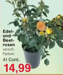 Jawoll Edel- und Beet- rosen Angebot