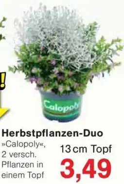 Jawoll Herbstpflanzen-Duo Angebot