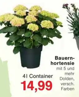 Jawoll Bauern- hortensie Angebot