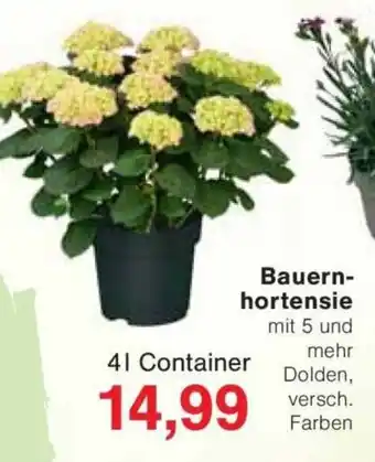 Jawoll Bauern- hortensie Angebot