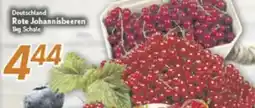 inkoop Rote Johannisbeeren Angebot