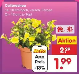 Netto Marken-Discount Calibrachoa Angebot