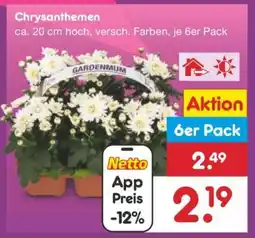 Netto Marken-Discount Chrysanthemen Angebot