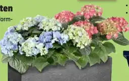 Thomas Philipps Bauernhortensien Angebot
