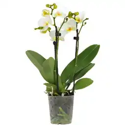 toom Baumarkt Schmetterlingsorchidee Multiflora Angebot