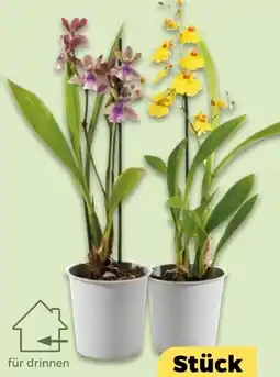 NETTO Orchideen-Mix Exotisch Angebot