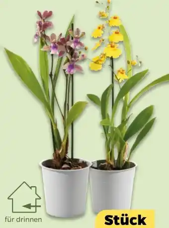 NETTO Orchideen-Mix Exotisch Angebot