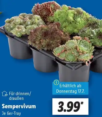 Lidl Sempervivum Angebot