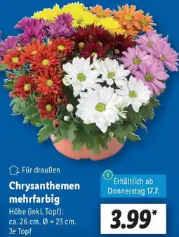 Lidl Chrysanthemen mehrfarbig Angebot
