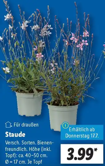 Lidl Staude Angebot
