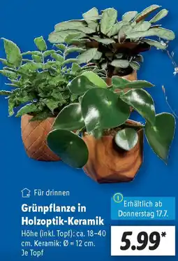 Lidl Grünpflanze in Holzoptik-Keramik Angebot