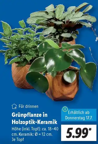 Lidl Grünpflanze in Holzoptik-Keramik Angebot