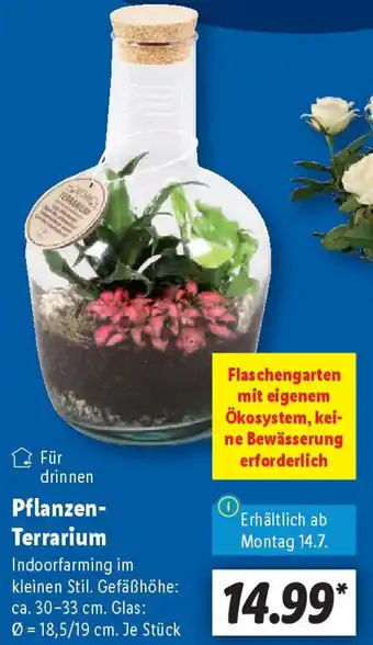 Lidl Pflanzen Terrarium Angebot