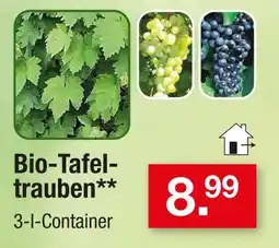 Zimmermann Bio-tafeltrauben Angebot