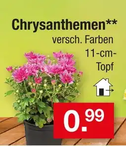 Zimmermann Chrysanthemen Angebot