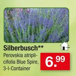 Zimmermann Silberbusch Angebot