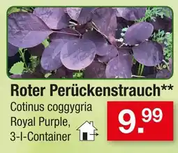 Zimmermann Roter perückenstrauch Angebot