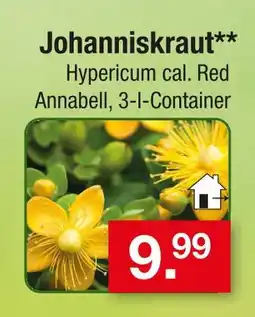 Zimmermann Johanniskraut Angebot