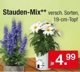 Zimmermann Stauden-mix Angebot